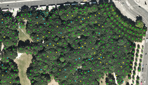Abgeleitete Baumstandorte durch Analyse der 3D-Punktwolke
